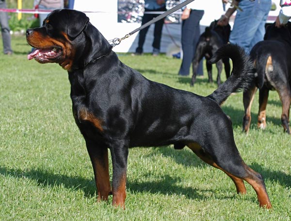 Un rottweiler atacó a una nena y la hirió en el rostro
