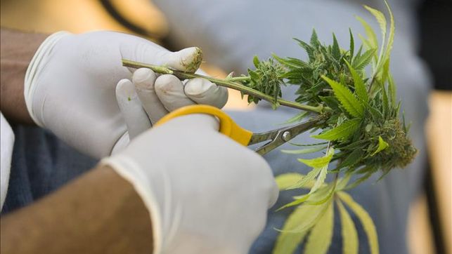 El gobierno quiere utilizar cannabis en la salud pública
