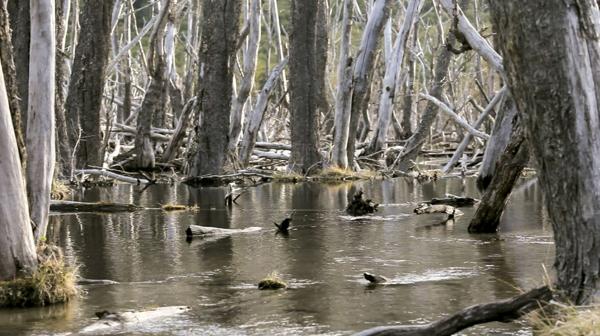 Buscarán eliminar 100.000 castores para salvar los bosques