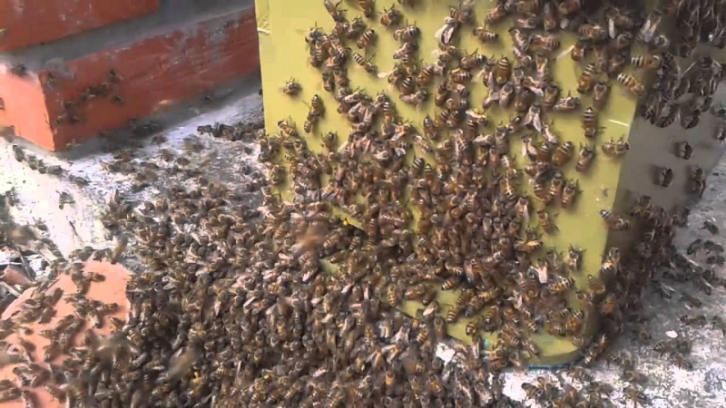 Murió atacado por un enjambre de abejas