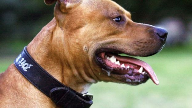 Cada día, un niño ingresa al Alassia atacado por un perro