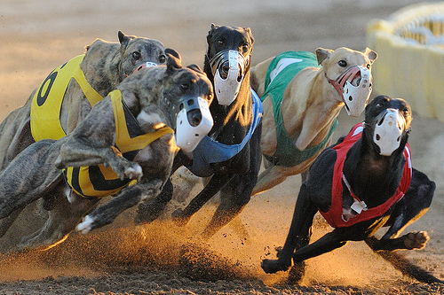 Se prohibieron las carreras de galgos en la Argentina