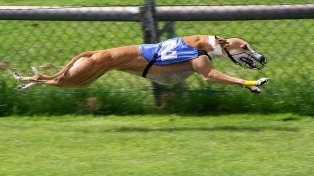 El Gobierno promulgó la ley que prohíbe las carreras de galgos