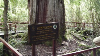 Un bosque de árboles milenarios en el Parque Nacional Los Alerces