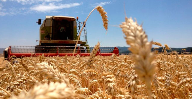 La cosecha de trigo avanza y se sembraron 30 mil hectáreas de arroz