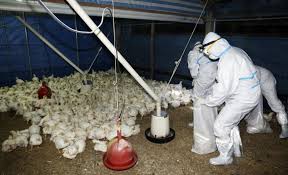 Corea del Sur sacrificó casi 10 millones de aves