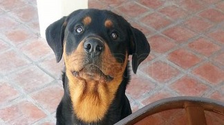 Las claves para cuidar a las mascotas en las fiestas