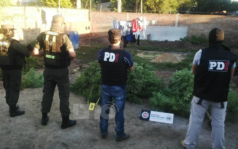 Incautaron armas y plantas de marihuana