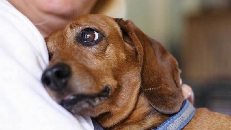 Mascotas y pirotecnia: ¿cómo protegerlas en las fiestas?