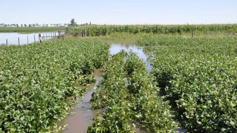 Las lluvias complicarán los cultivos de soja y maíz