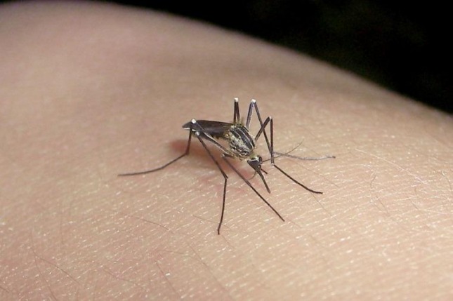Estudian 15 posibles casos de dengue en La Plata
