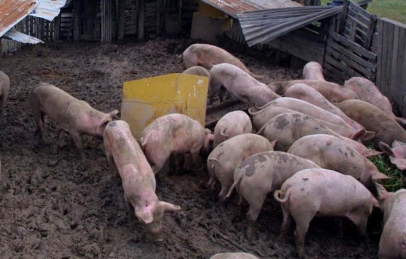 Robó joyas y las escondió en un chiquero de chanchos