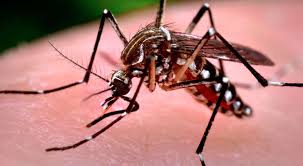 Se espera que la próxima semana surjan casos de dengue
