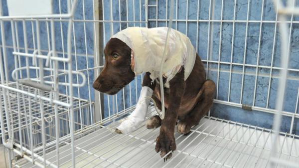 Detienen al hombre que habría despellejado a 
