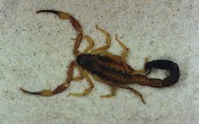 Cómo prevenir picaduras de alacranes y mordeduras de serpientes