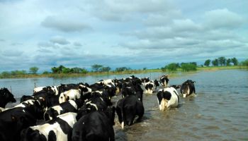 Advierten que mil tambos podrían desaparecer