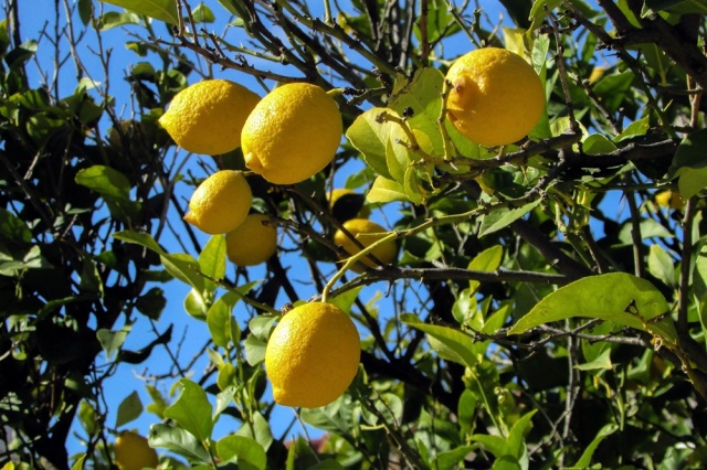 Trump suspendió la importación de limones argentinos por 60 días