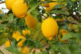 El kilo de limones supera los 80 pesos