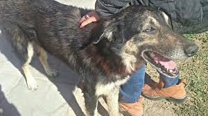 Bajan los impuestos a cambio de adoptar un perro