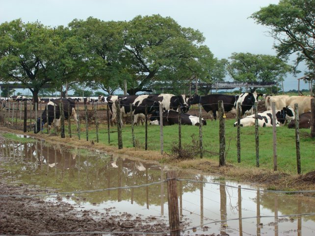 La producción de leche disminuyó en 2 millones de litros diarios