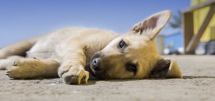 Cuidados para las mascotas ante altas temperaturas