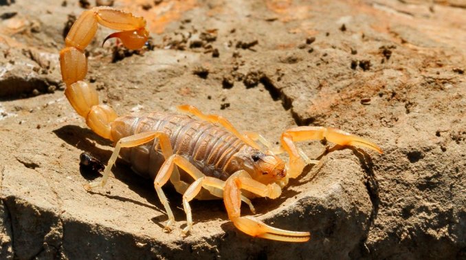 Dos nenas fueron picadas por alacranes mientras dormían