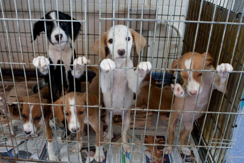Mataron 40 perros de un refugio 