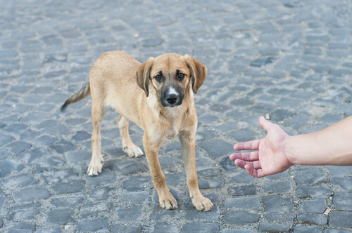 Proponen descuentos en TGI para quienes adopten perros callejeros