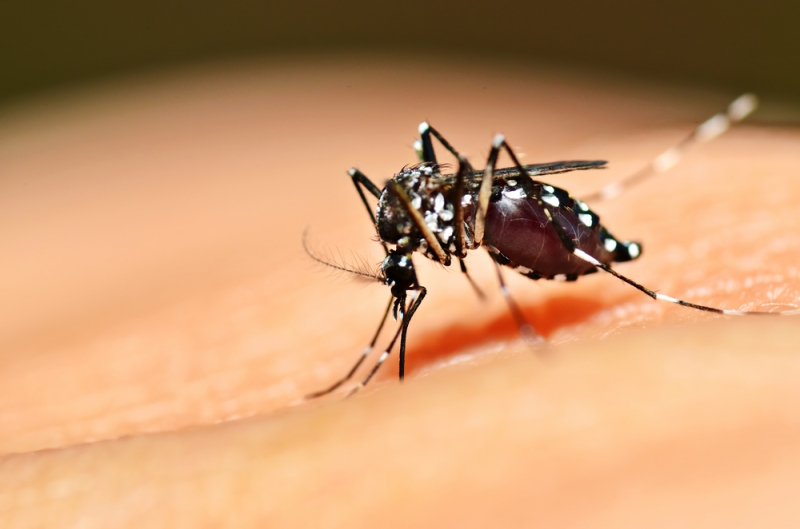 Brindaron detalles de las tareas preventivas sobre dengue, zika y chicungunya