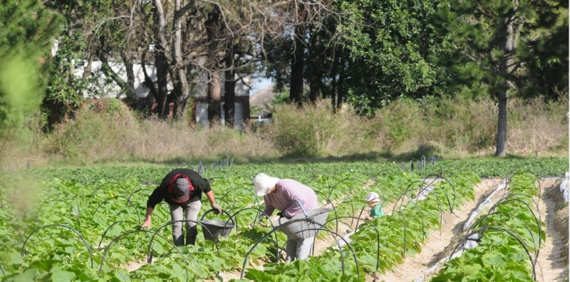 Se recuperó el cinturón verde hortícola del gran Santa Fe
