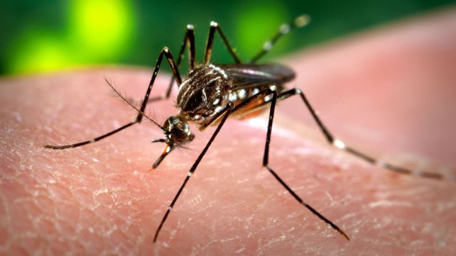 Salud brindó detalles de las tareas preventivas sobre dengue, zika y chicungunya