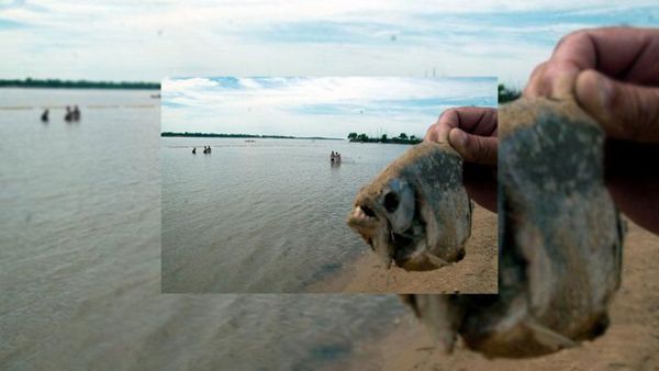 Son 12 las personas heridas por las palometas en la costa