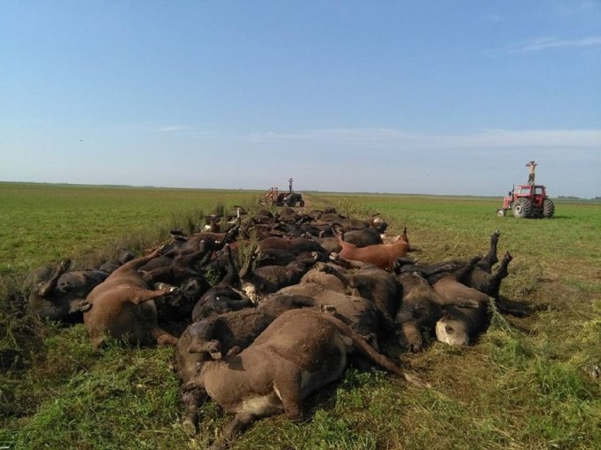 Por el calor, murieron cerca de 200 vacas