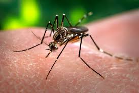 Confirmaron el primer caso de dengue autóctono
