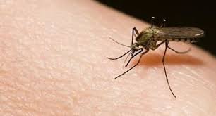 Ascienden a tres los casos de Zika y estudian ocho más