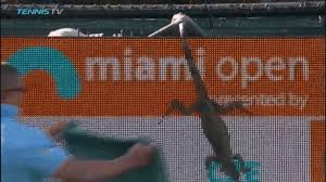 UNA IGUANA EN UN PARTIDO DEL MIAMI OPEN
