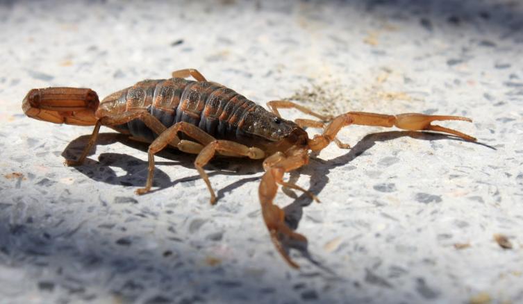 Descubren un ingenioso método para combatir alacranes
