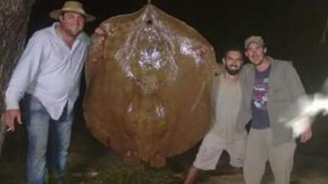 Pescaron una raya de 150 kilos