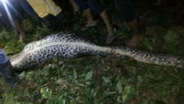El truculento hallazgo en el interior de una pitón en Indonesia