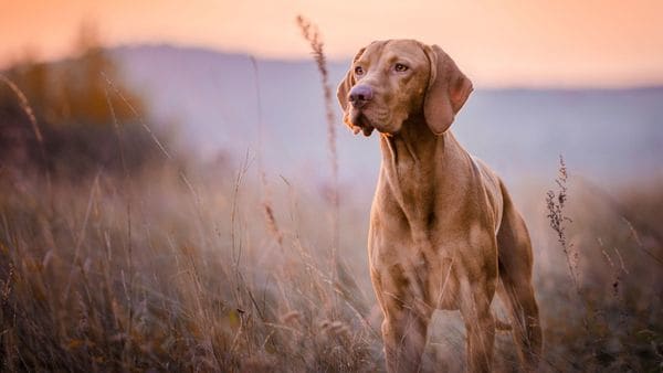 ¿El mejor amigo del hombre o un parásito?: el verdadero origen del perro