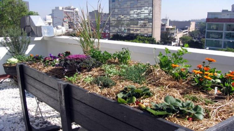 Presentan una nueva edición de Huertas Agroecológicas
