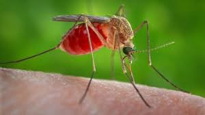 Cómo es el nuevo mosquito 