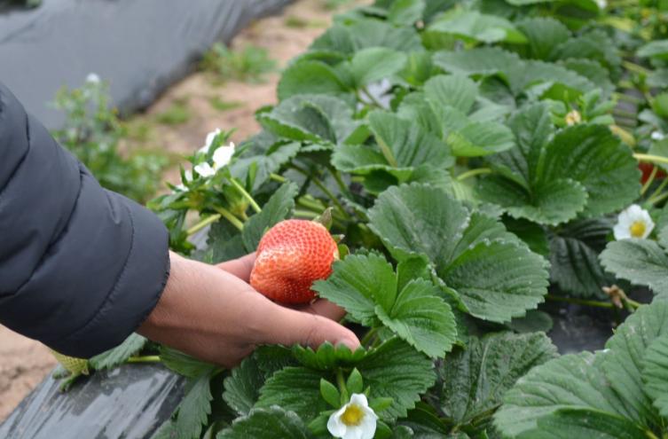 Agrana Fruit pretende despedir 60 empleados en Coronda