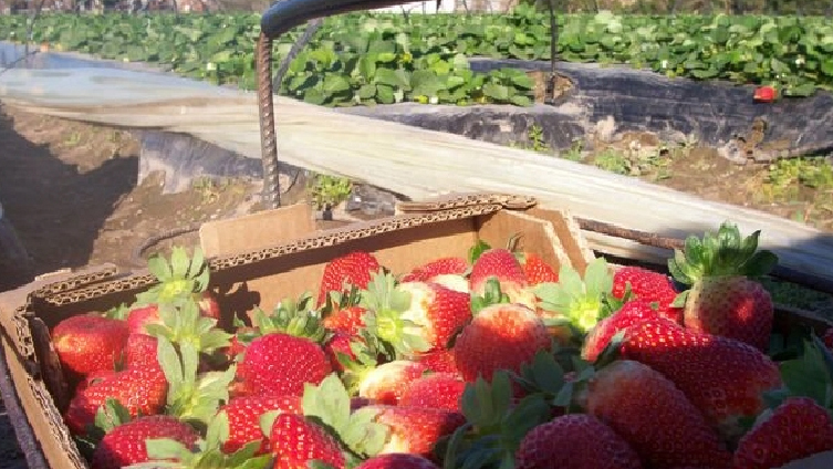 Lifschitz gestionará ante Agrana Fruit para preservar el empleo