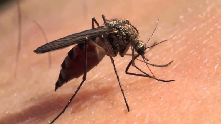 Alto riesgo de brote de dengue, zika y chikungunya