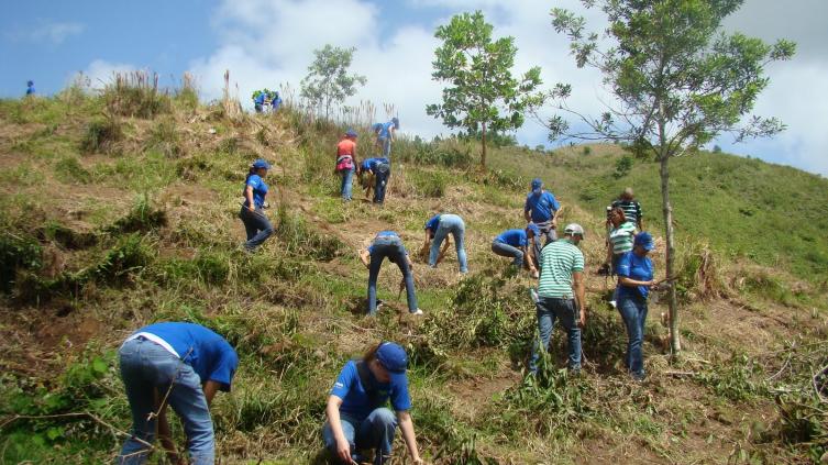 Voluntarios plantaron 130 mil árboles para reforestar un bosque quemado