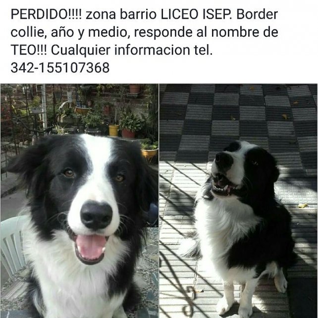 Buscan a Teo, el perro que se preparaba para ser rescatista 