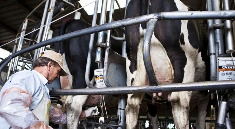 Cómo sobreviven los tamberos a las crisis