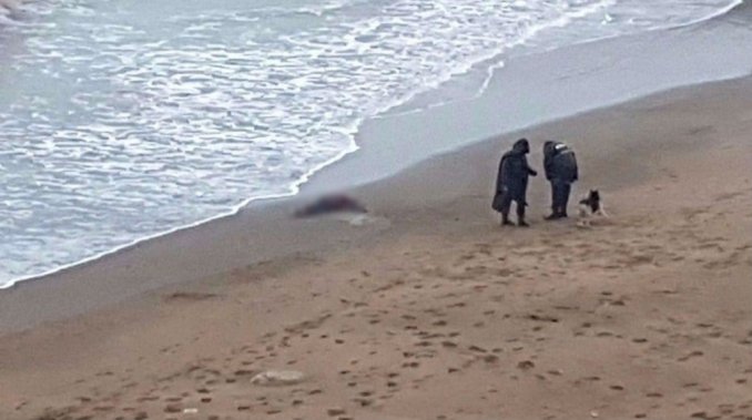 Hallan el cuerpo sin vida de una mujer en Mar del Plata 