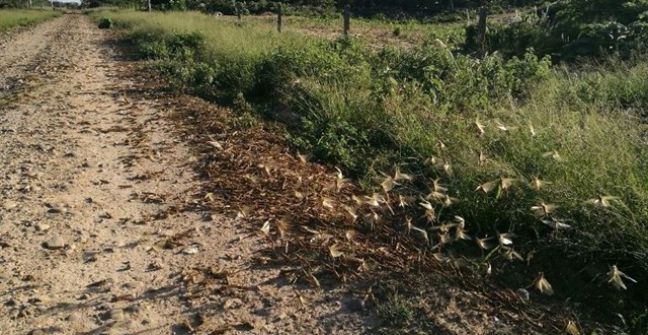 Chaco: Mantienen el operativo de control de las mangas de langostas